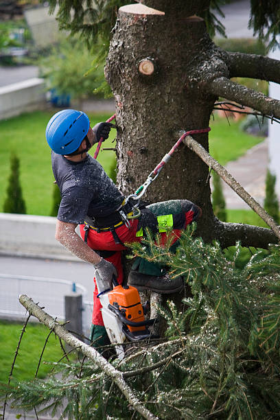 How Our Tree Care Process Works  in  Plattsmouth, NE