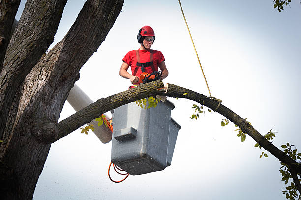 Tree and Shrub Care in Plattsmouth, NE